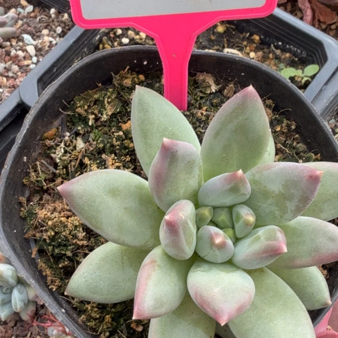 郁金香一物一拍282