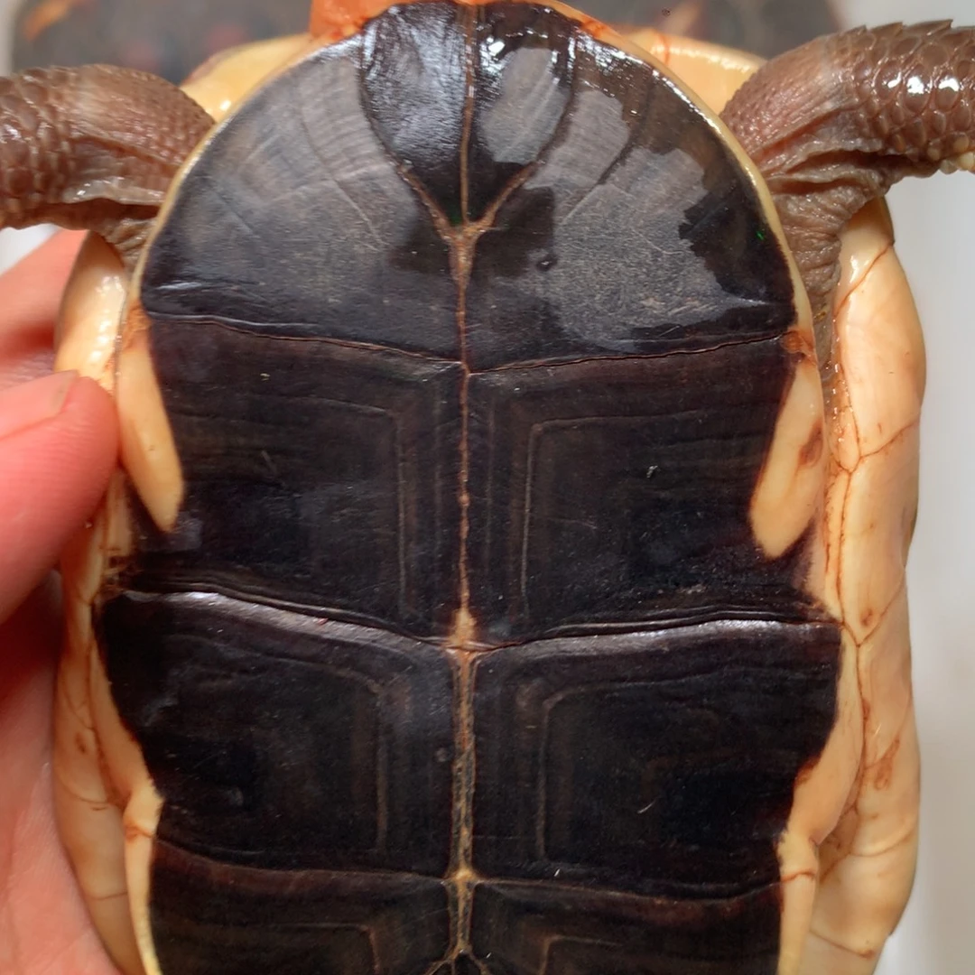 宠物龟不分公母宠物龟