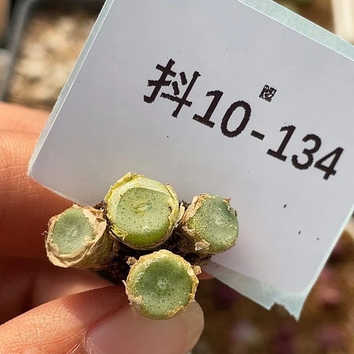 10-134毛钮扣多肉植物