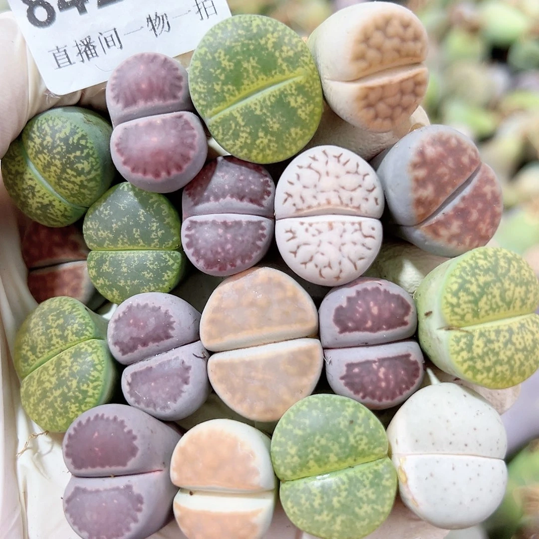 8429 好养易活生石花大母本18个