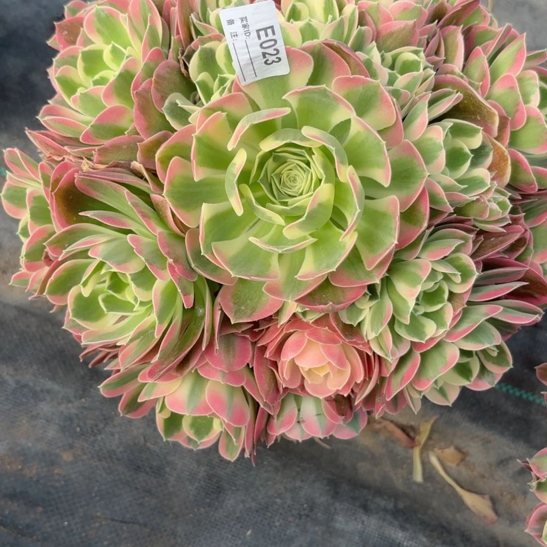 023白凤多肉植物