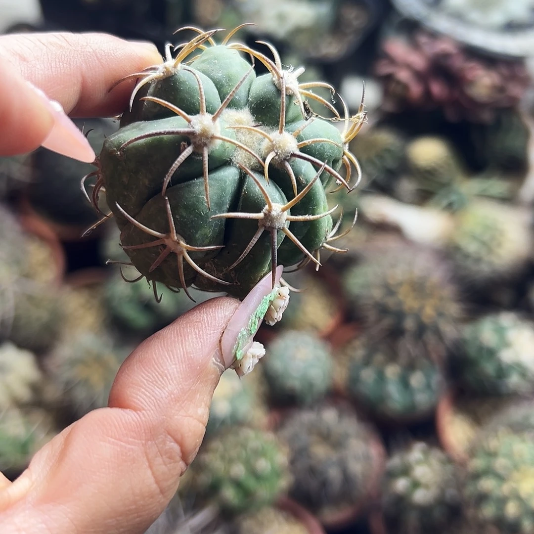 平丸仙人球666666666