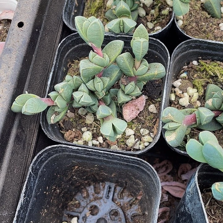 鹿角海棠2.8带盆