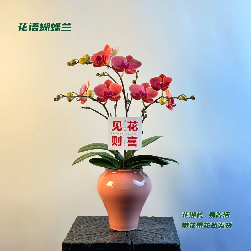 蝴蝶兰【小桔灯】 带花带花苞发货 室内客厅阳台花卉 好养易活