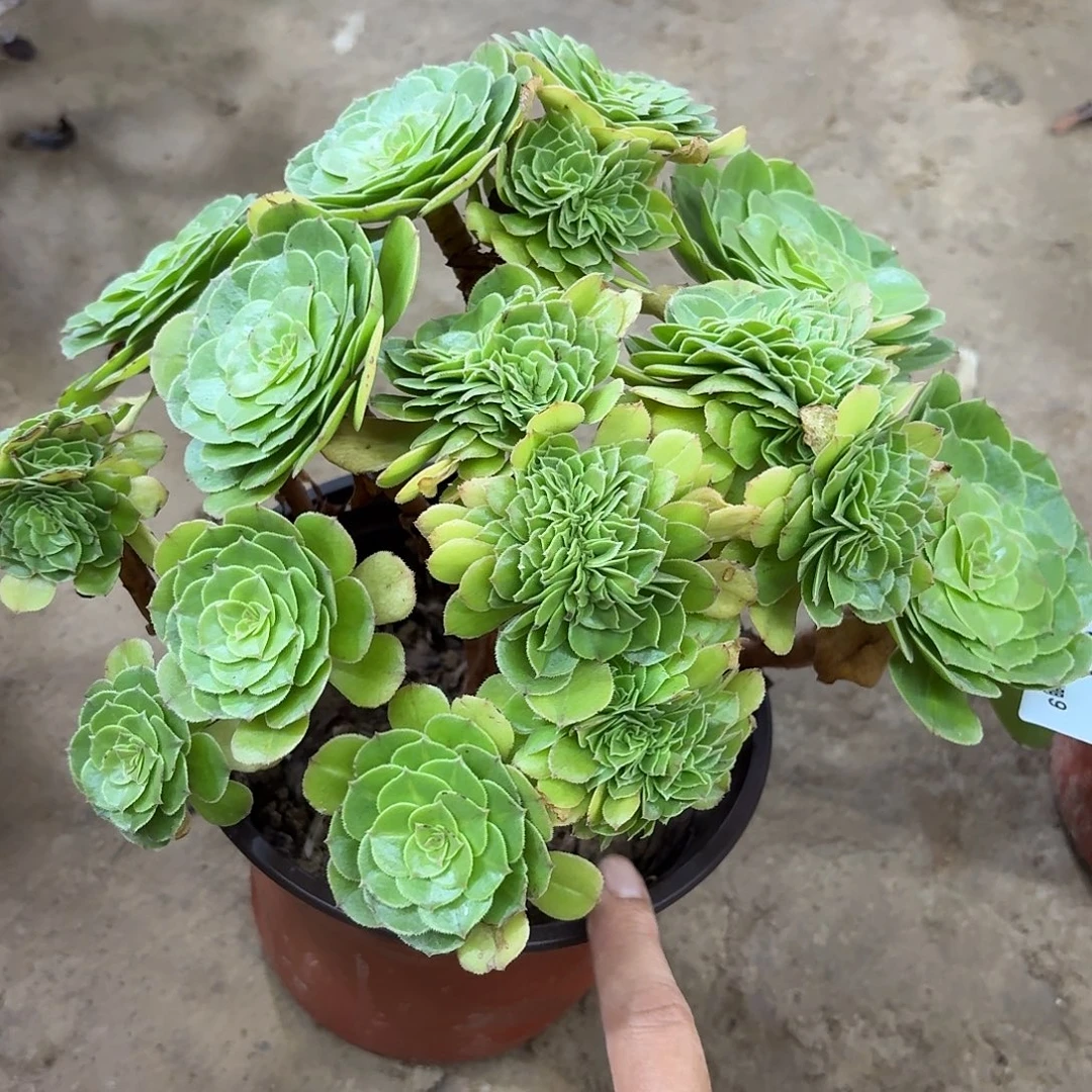 88抹茶坠化多肉植物