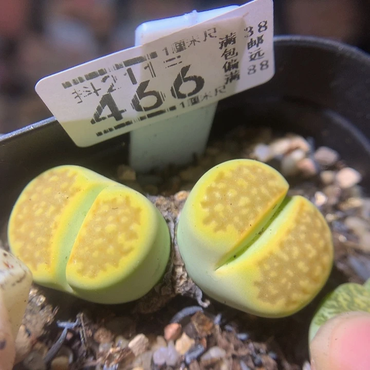 精品生石花211.466