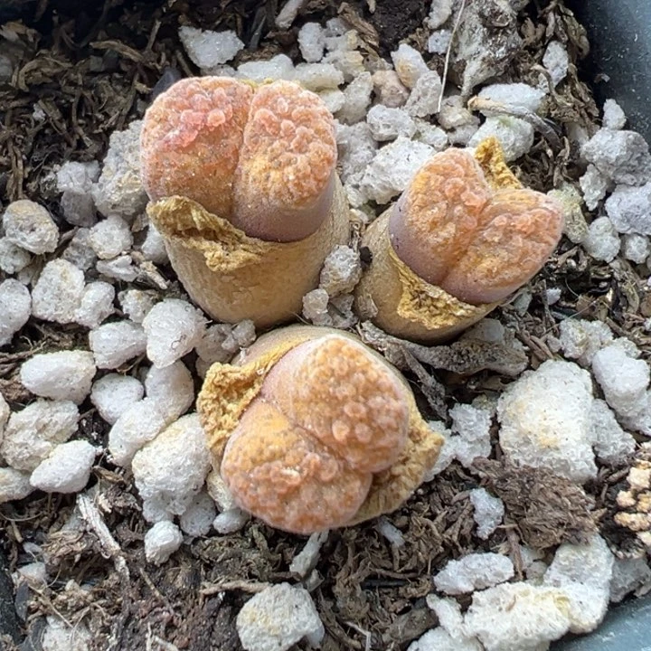 598号111111111111111