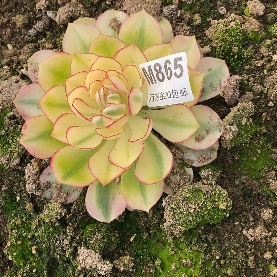 865倾城多肉植物