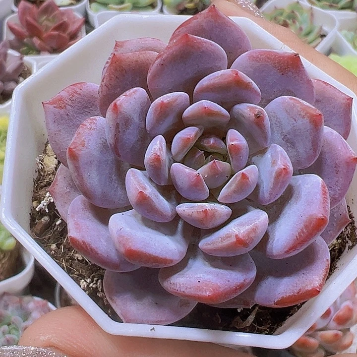 玉芙蓉19包邮多肉植物