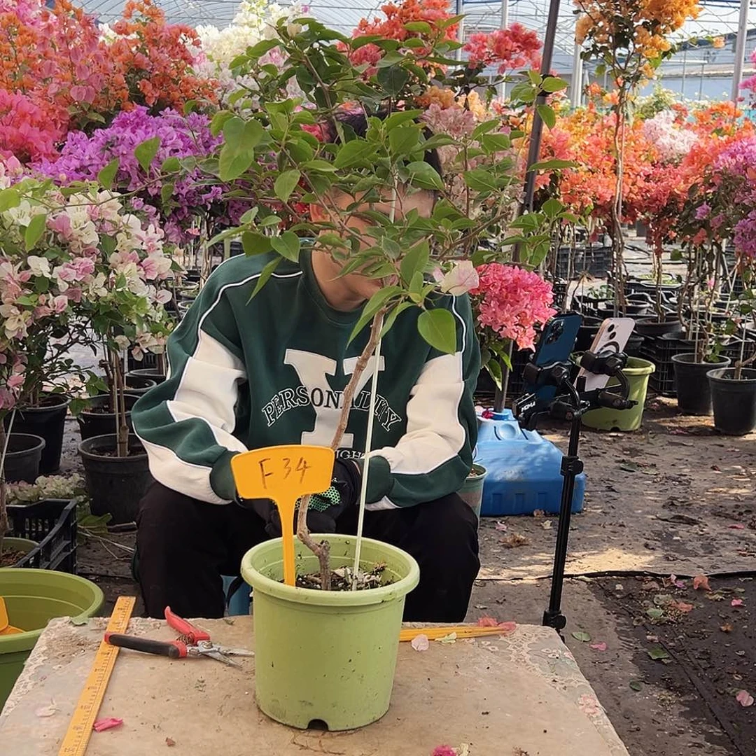 如***娇大部分花苞少量开放F34棒棒糖