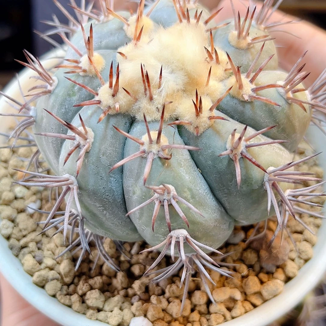 苗接太平丸含刺9公分无根底部老皮