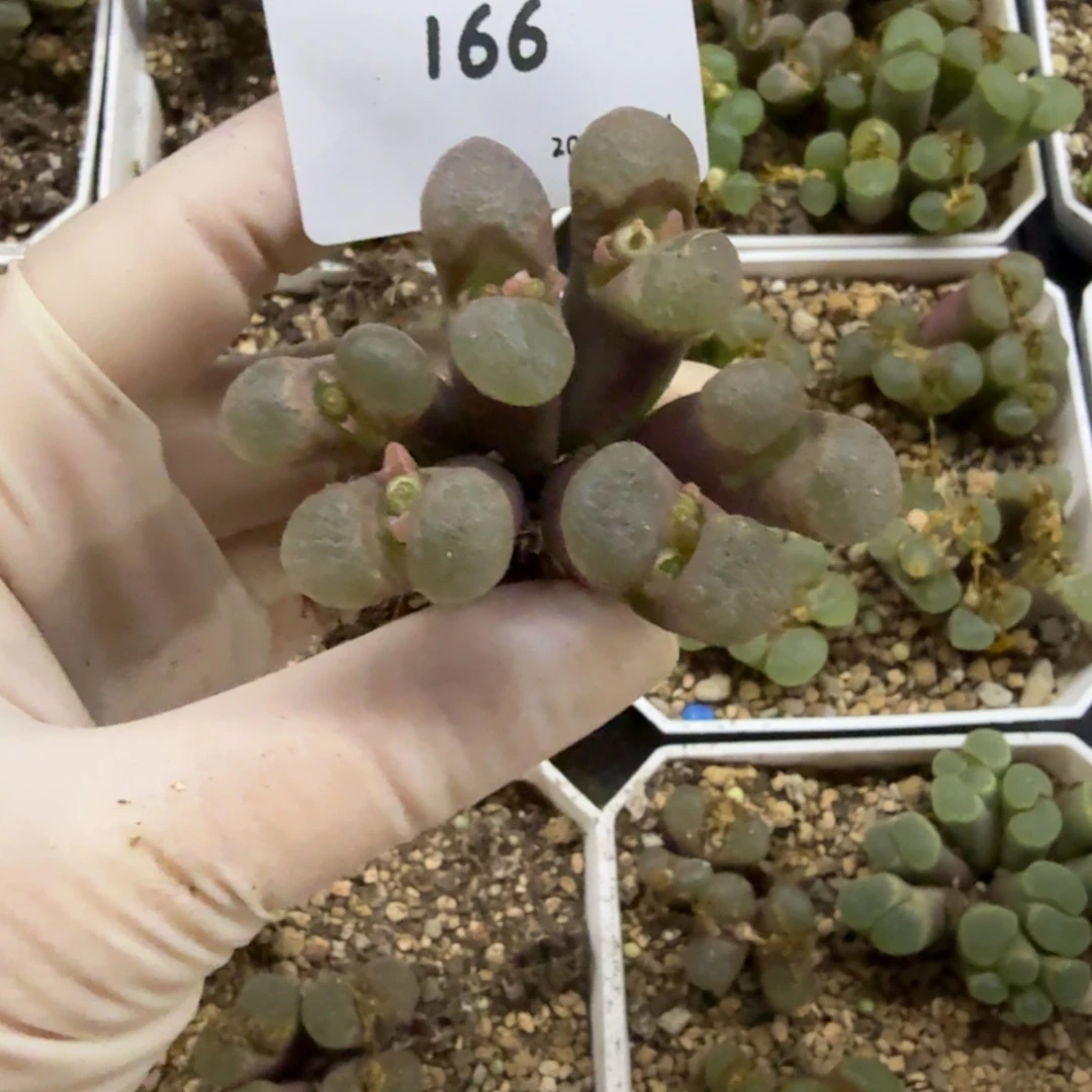 ≡***≡多肉多肉多肉10-166