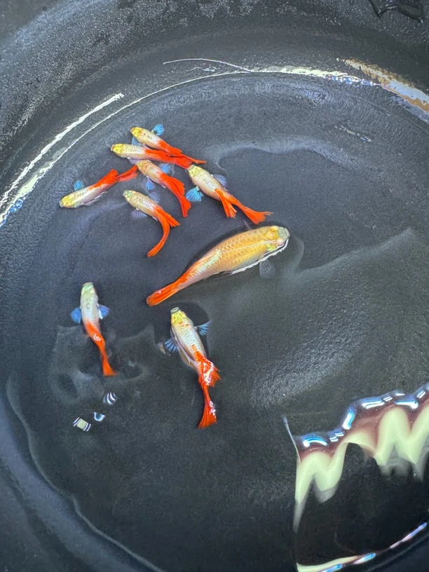 精品越系白金象耳白子孔雀鱼