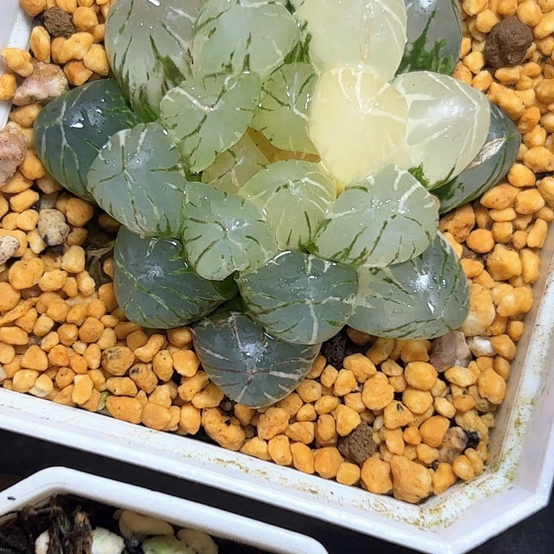 咪***宝Om锦十二卷多肉植物