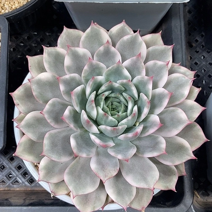 粉艾丽卡锦多肉植物