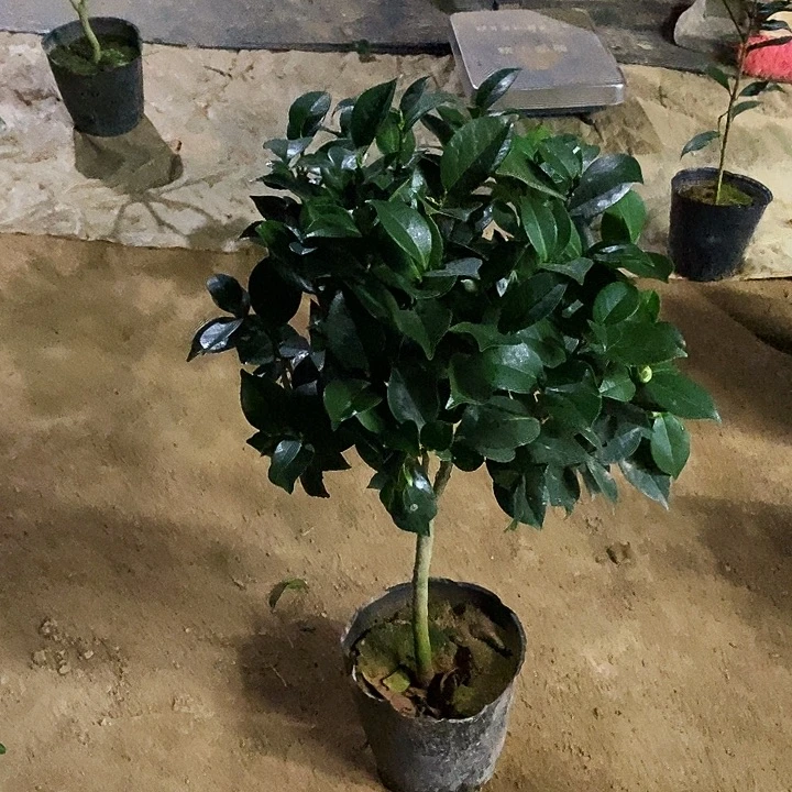 无花朵塔佛。