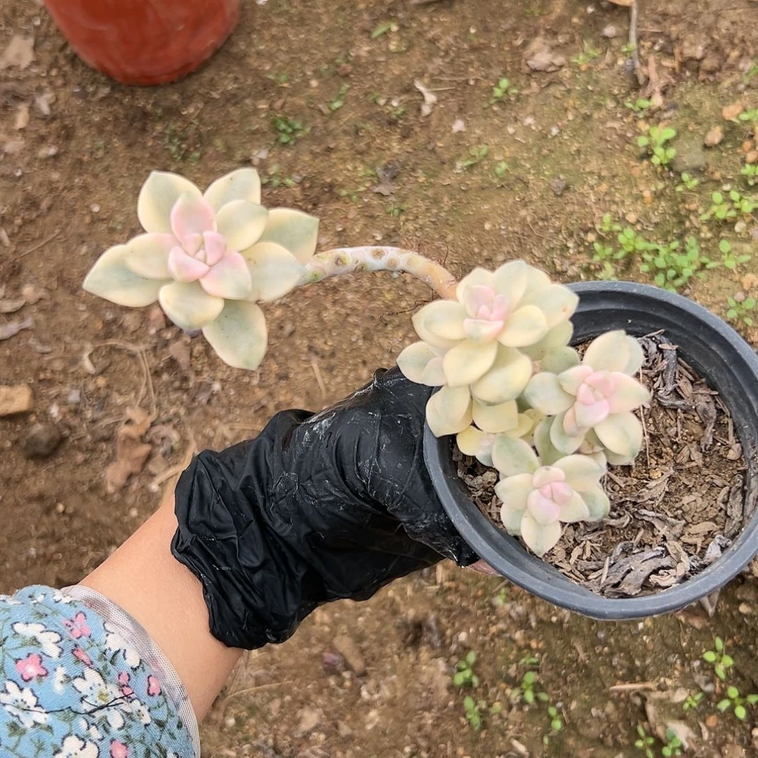 美杏锦福呃来咯哦哦哦哦哦