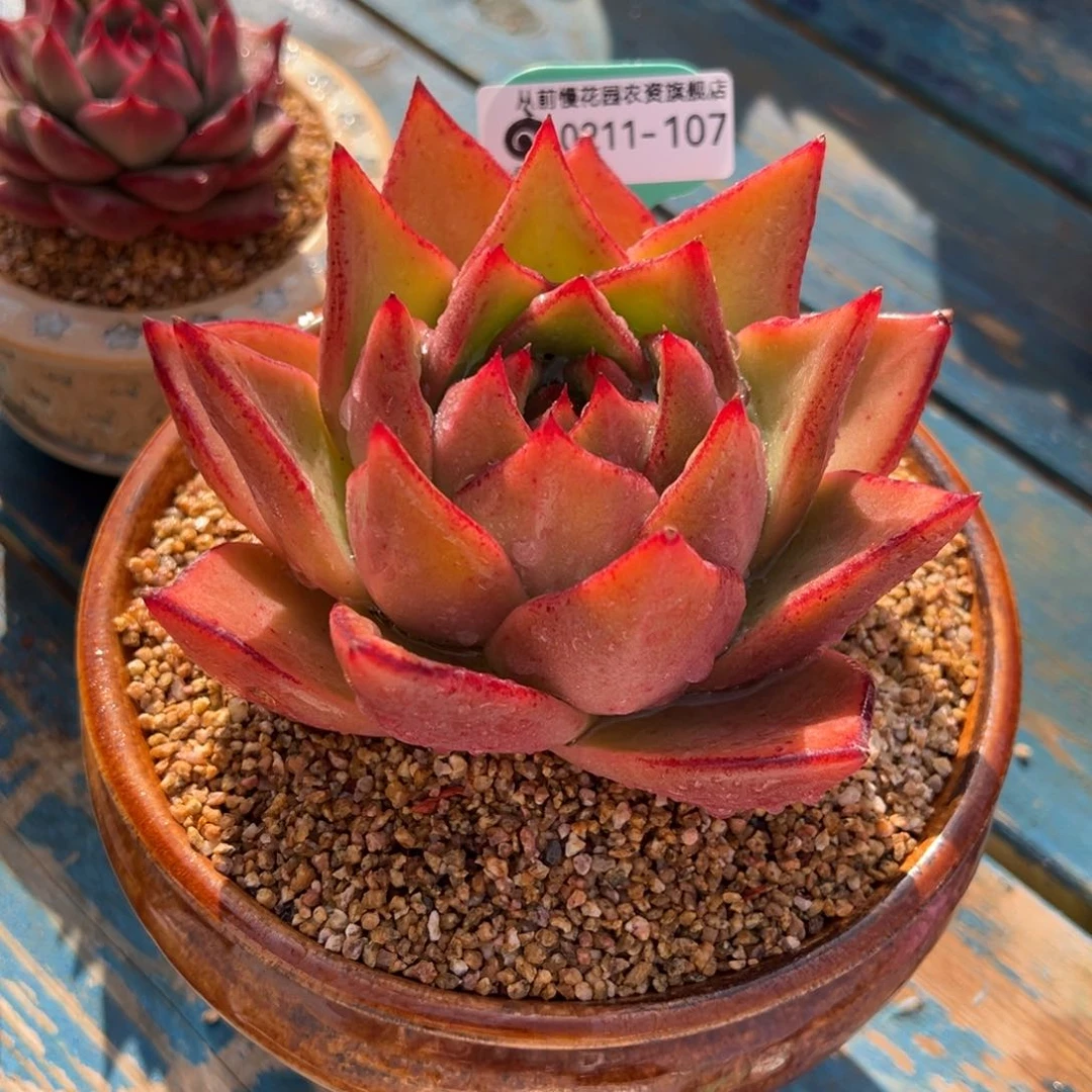 从前慢多肉精选编号0211.107