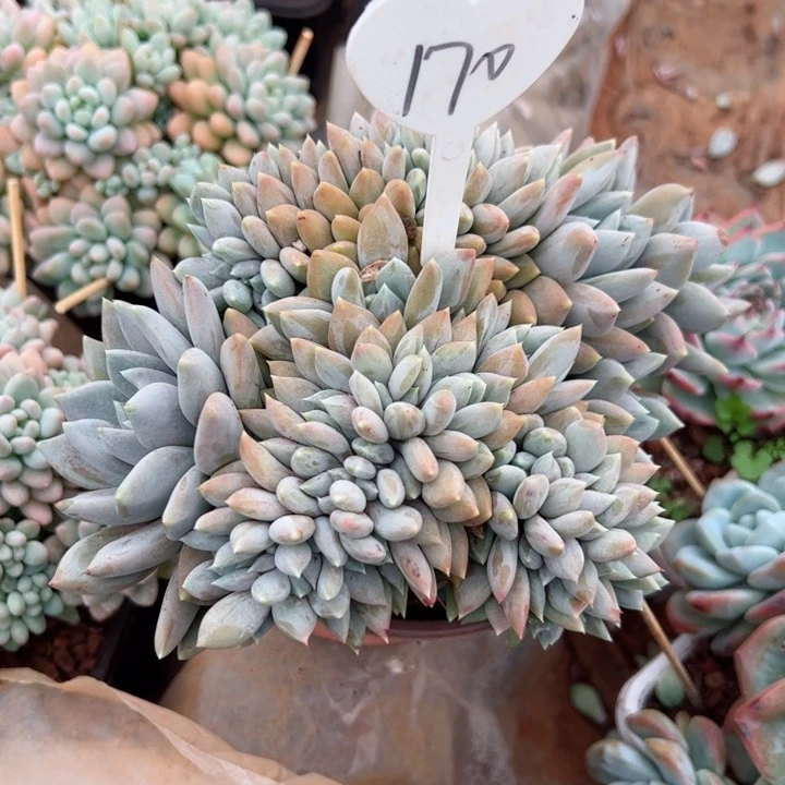 170胖美人缀平平安安健健康康