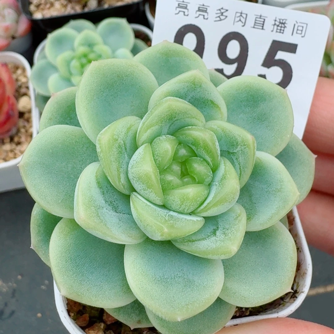 白底绿心            精美多肉植物