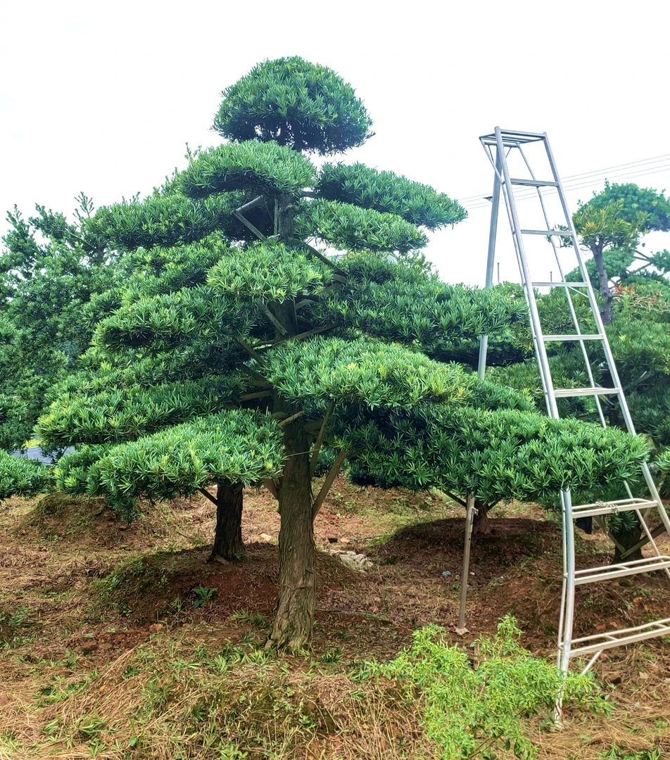 罗汉松造型树基地直发 直播间选购一物一拍