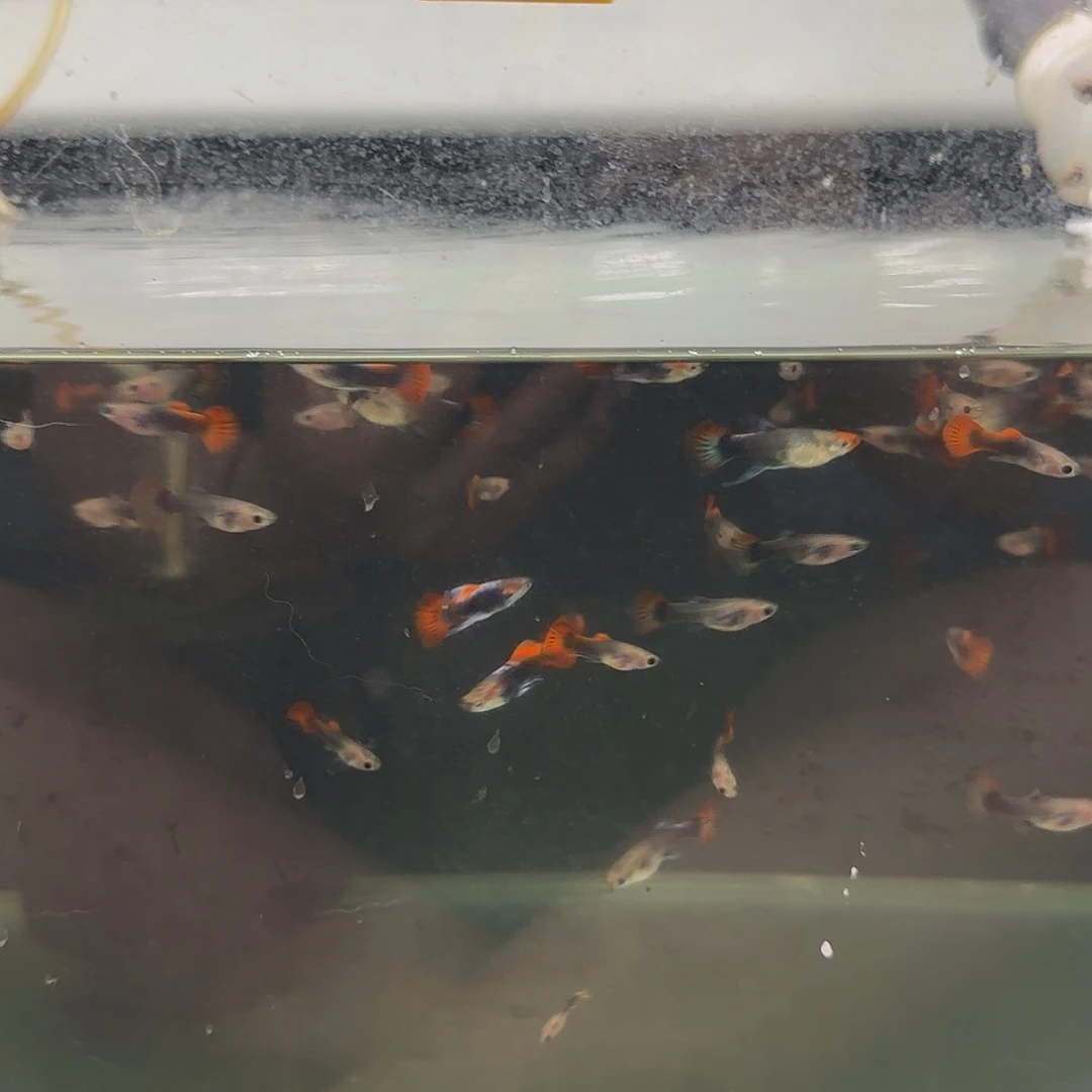 孔雀鱼41缸练手鱼苗子10条