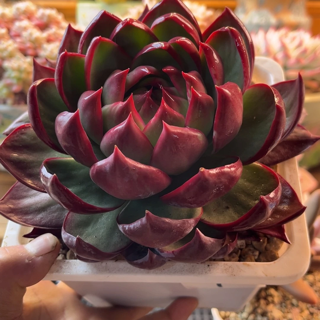 11.28-9惊鸿1111111111111222