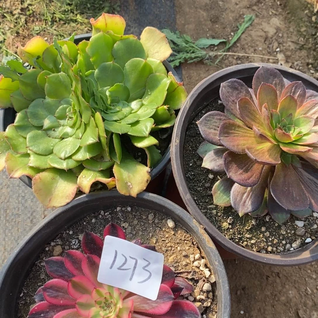 1273三棵多肉植物