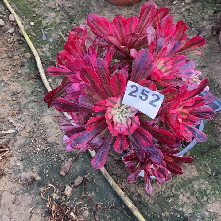 252铜壶白绣球多肉