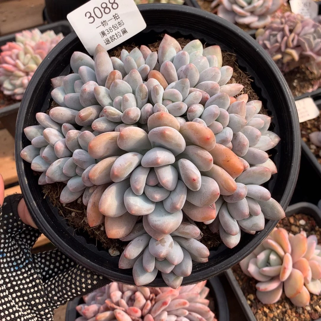 16厘米12头香水多肉3088