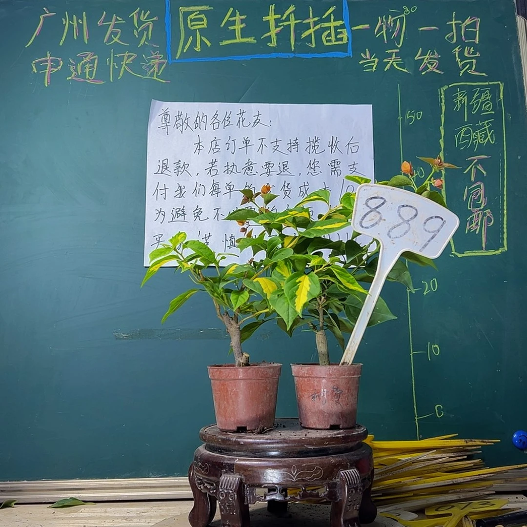 当前无花栽培后可以开花盲盒掌中宝 柠檬黄掌中宝889
