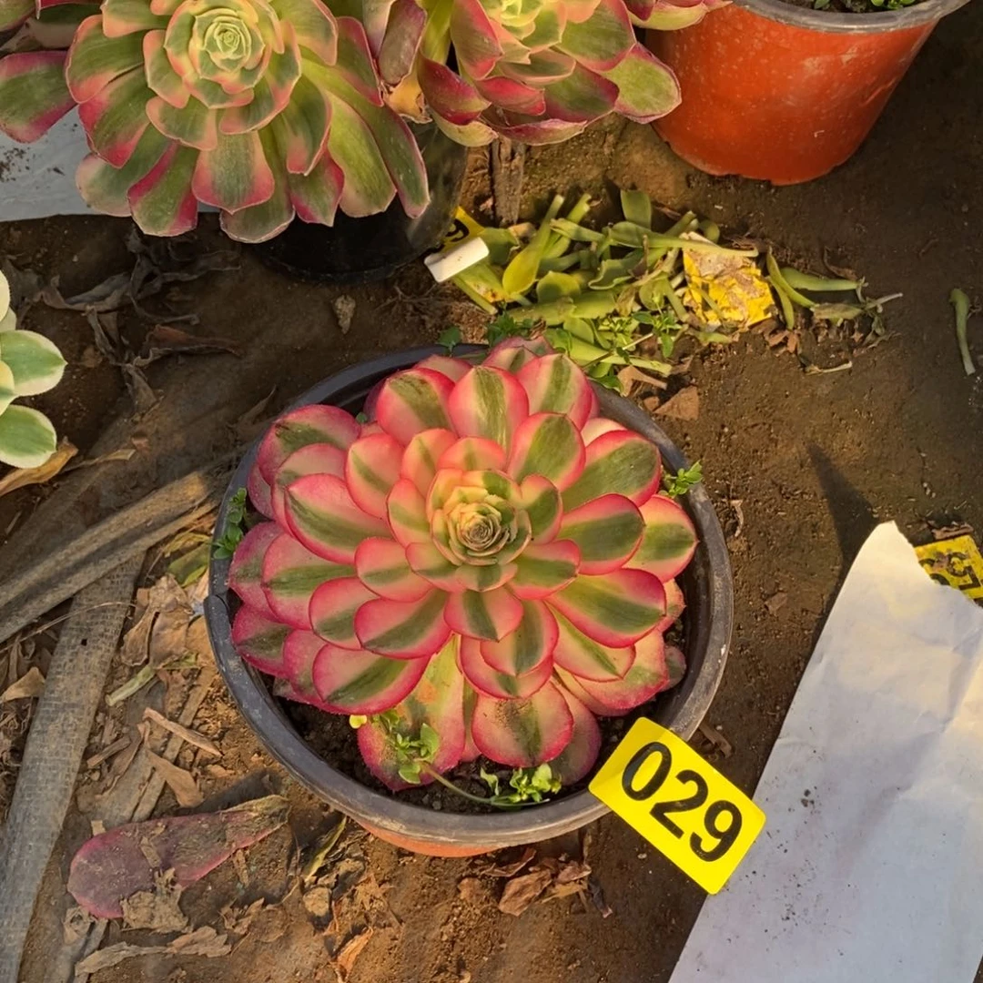 荔枝多肉法师029