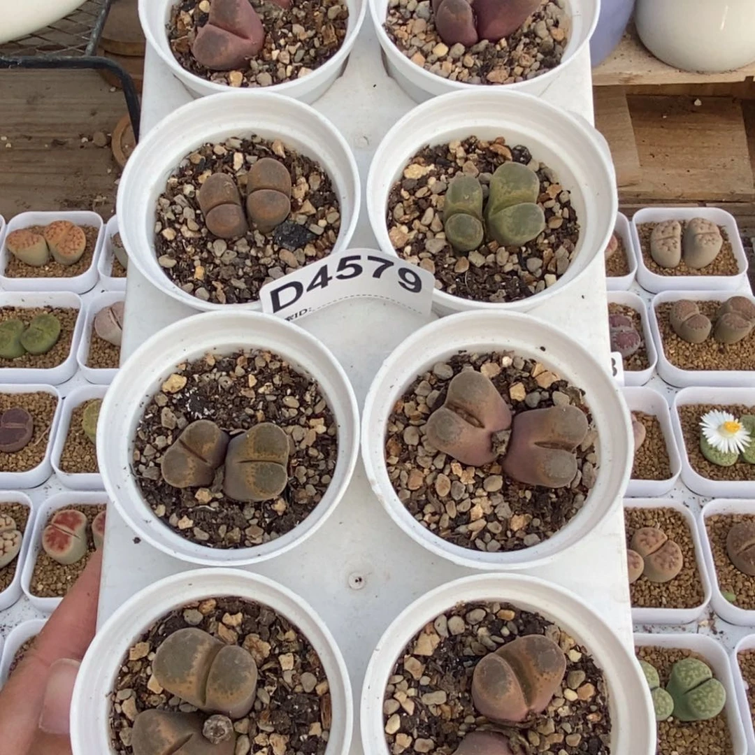 4579 双头风铃玉八棵带盆土