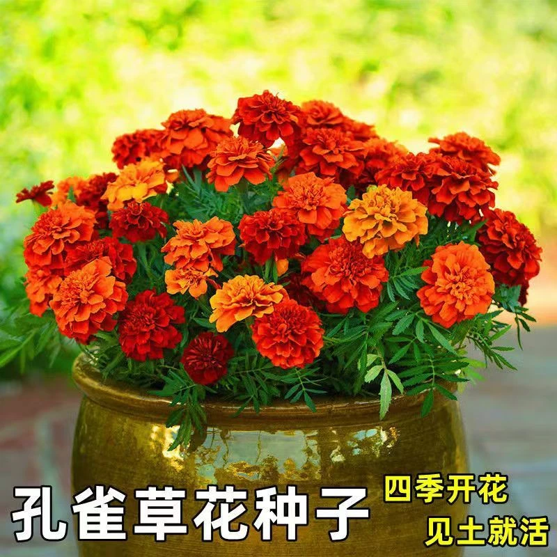 新种孔雀草种子四季播种耐寒花草景观绿化室外阳台花卉庭院花草种