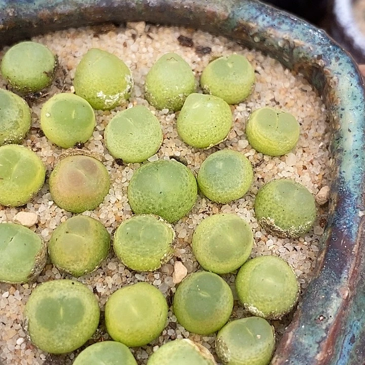 紫皮拉登一颗   0.6-0.8厘米