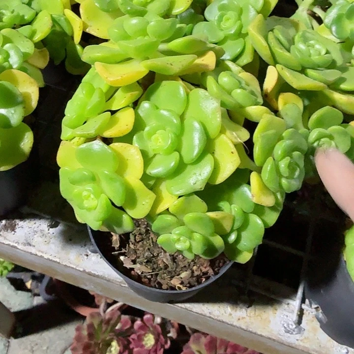 百合丽丽多肉植物