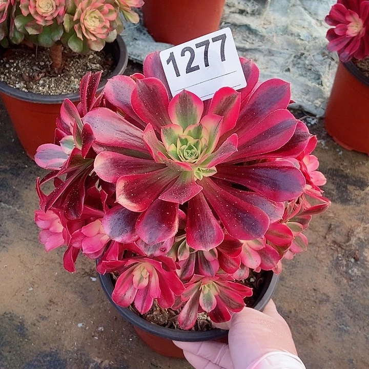 红陶1277美杜莎3多肉