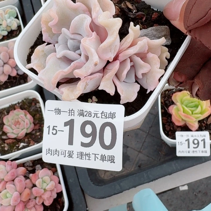芭蕾舞者无盆土发货多