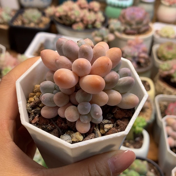 精控汤圆多肉一物一拍