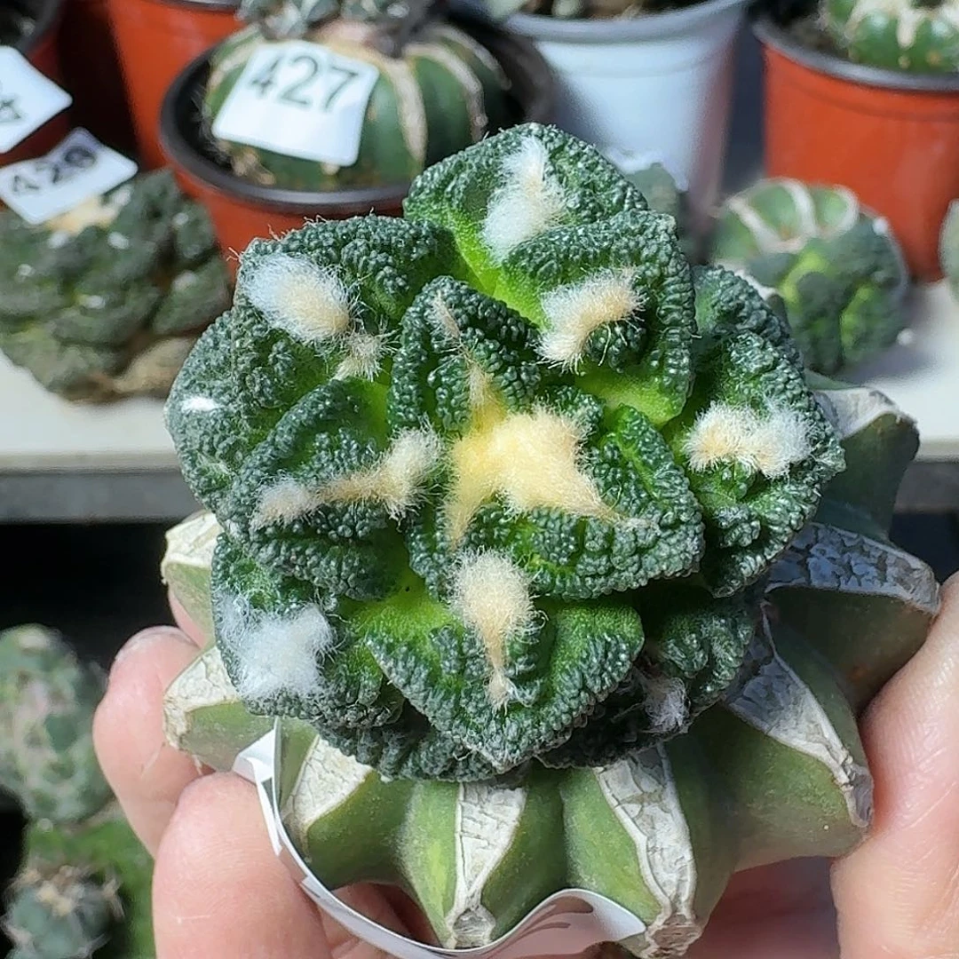 全部花朵辛顿牡丹462