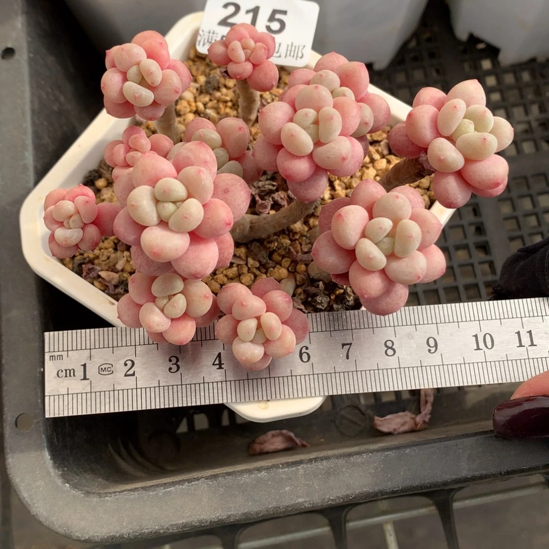 215高桩鱼子酱群冠服10