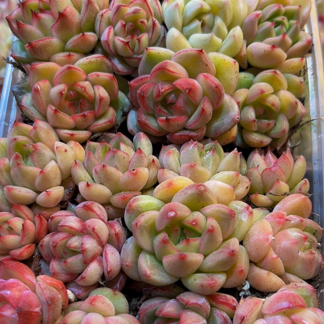 210多肉葡萄领导人的接见