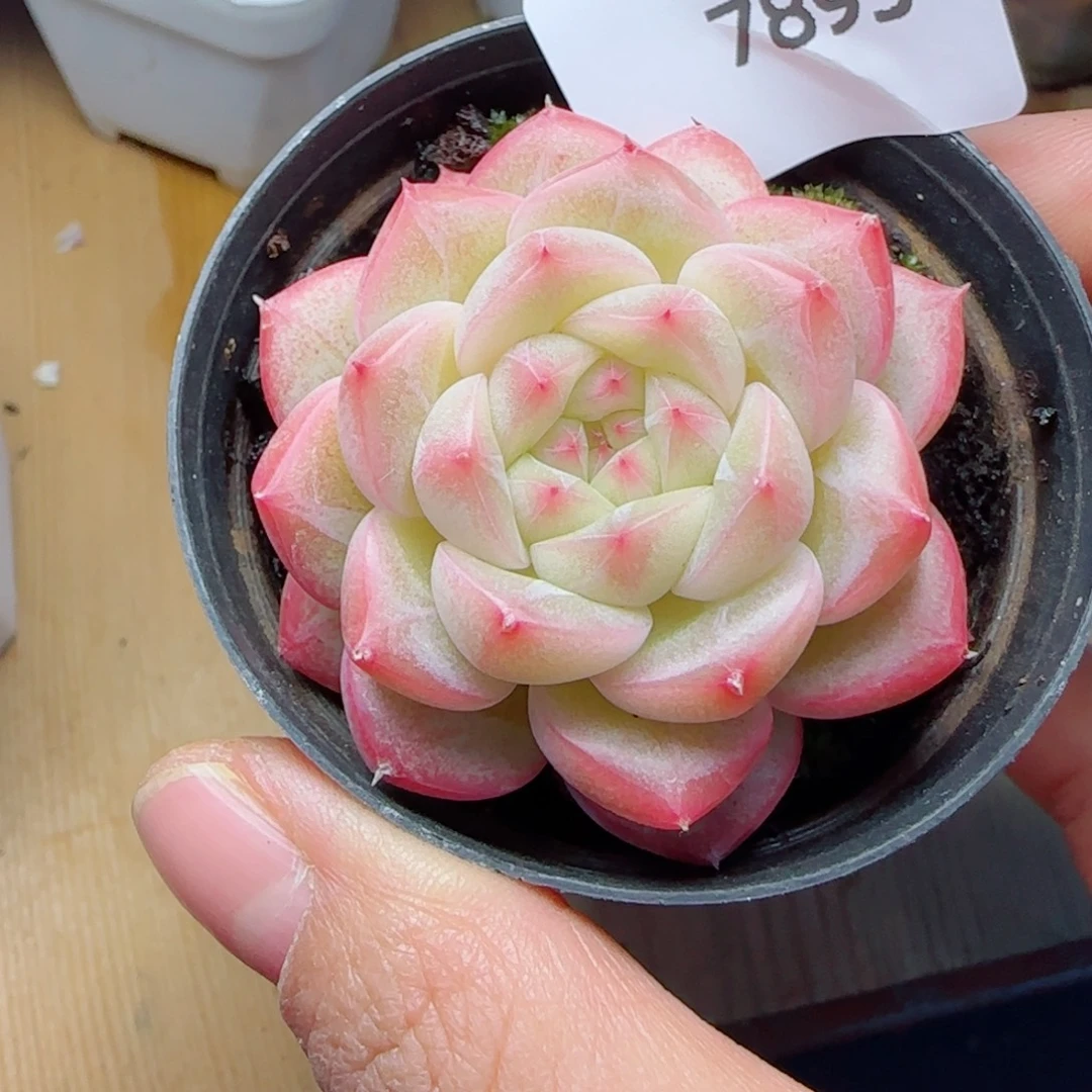 繁花，7893多肉植物