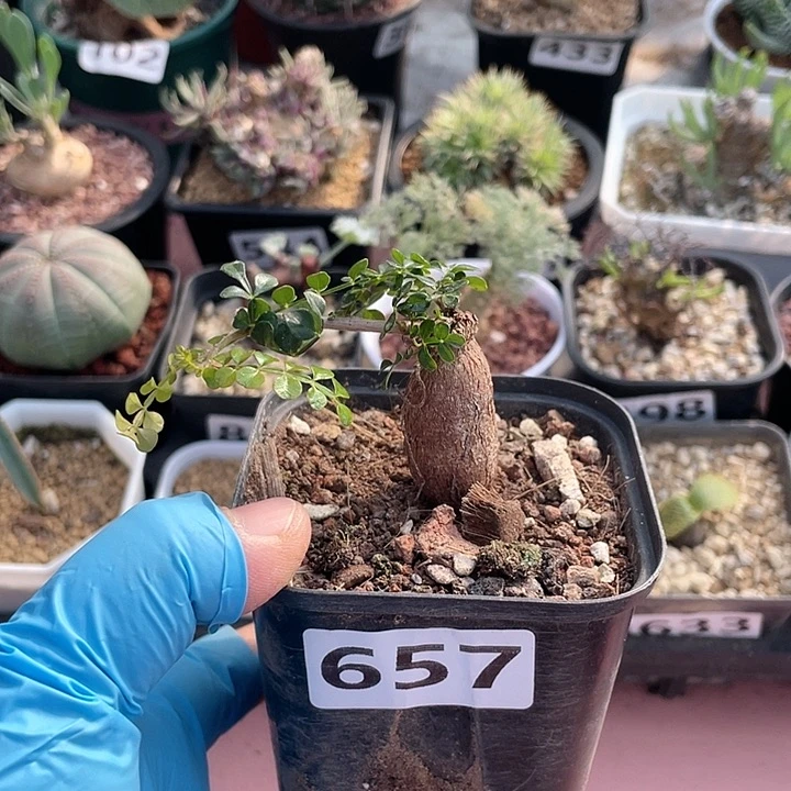 657列加漆树块根，