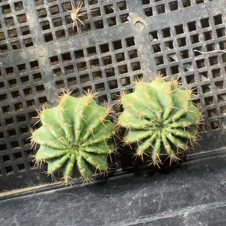 256丽花阳光少女歪3公分左右无根侧牙，20包邮