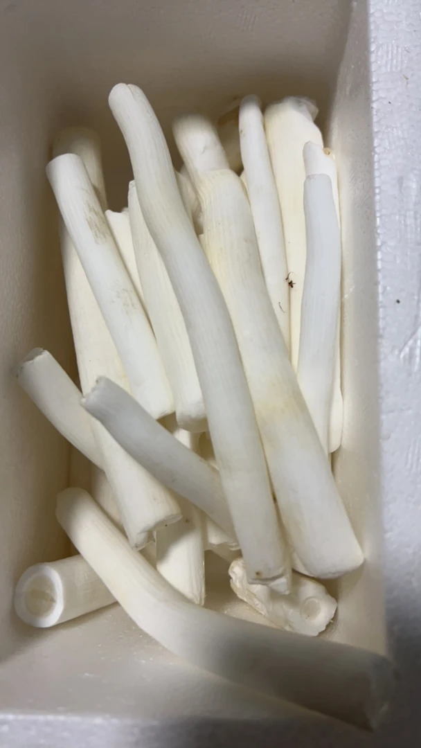 贵州深山大通草，煲汤，煮水味道鲜美