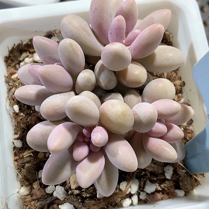 多肉植物粉色恋人9027