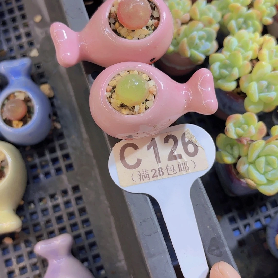 财***尖C126两颗灯泡一物一拍