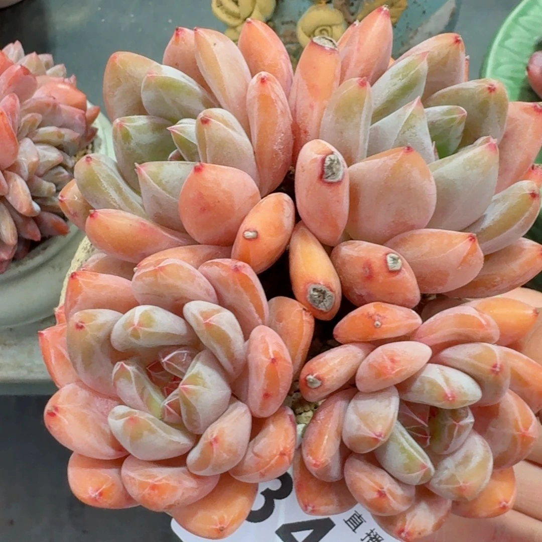 橘子美人群生整装无砍