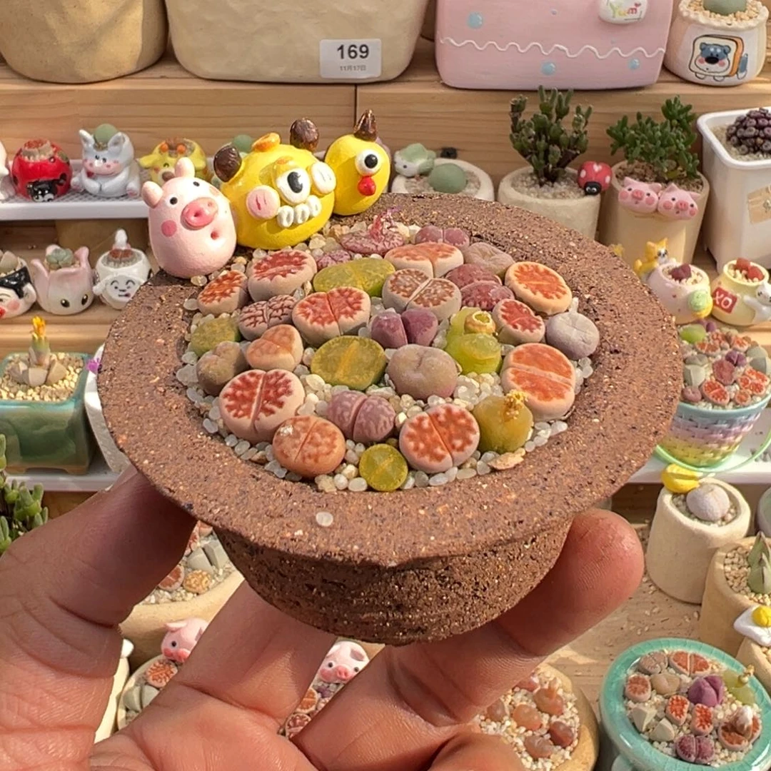 多肉植物实付9.9元包邮12号